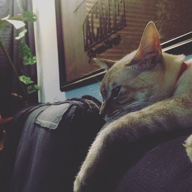 Naoki.さんの実例写真