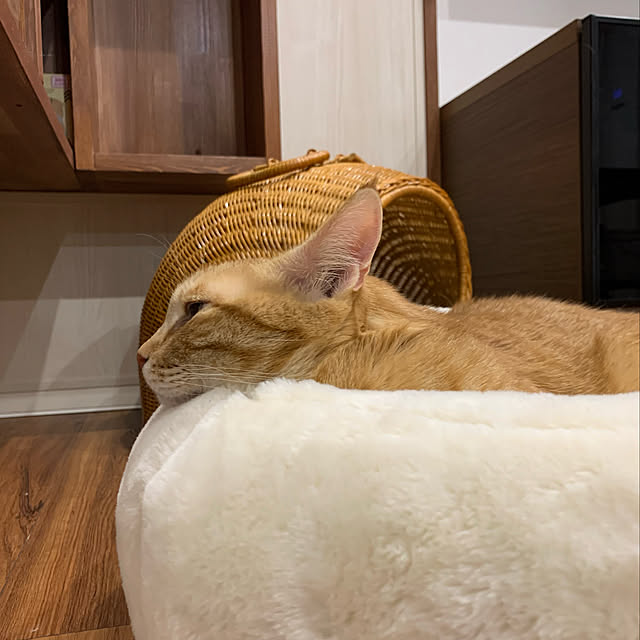 mikeume7さんの実例写真