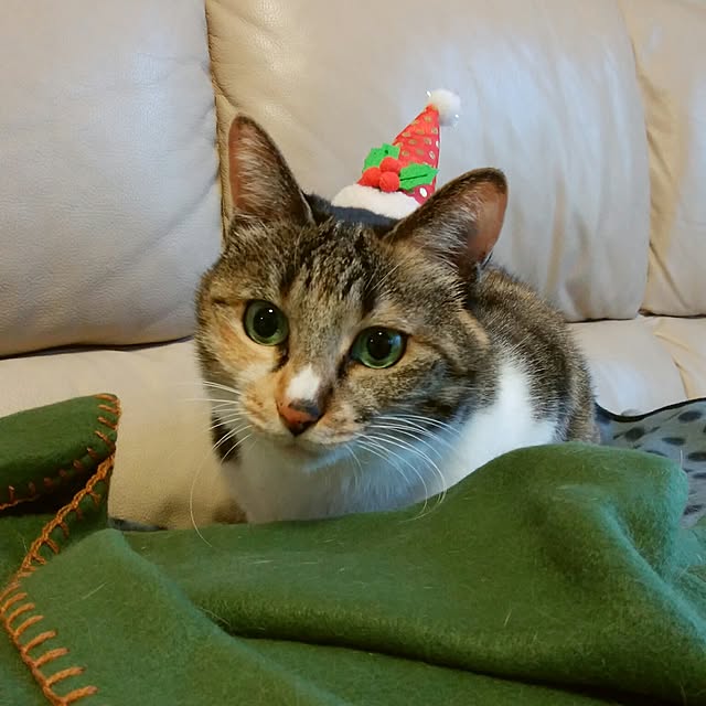 tomo1220さんの実例写真