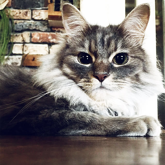 実例写真