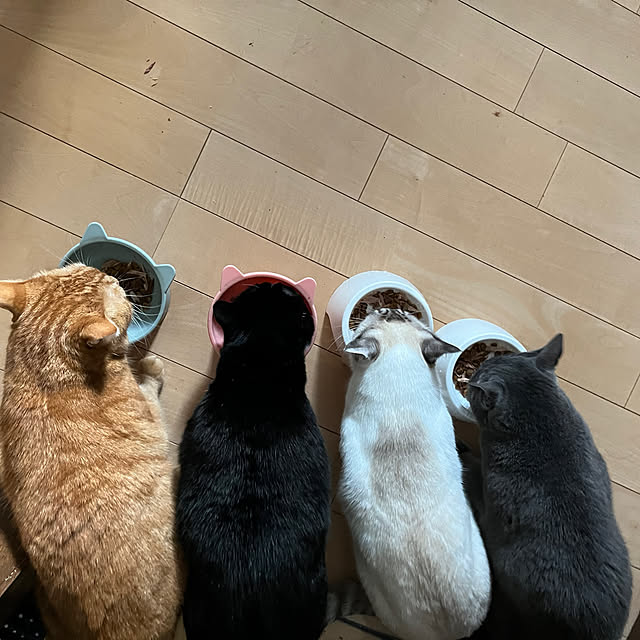 nekoさんの部屋