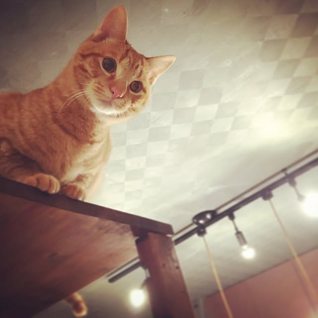 kayuraさんの実例写真