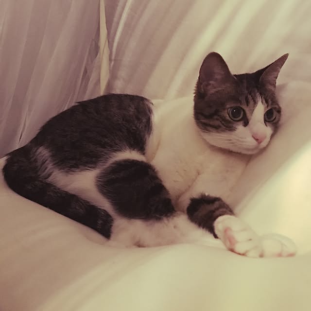 Shihoさんの実例写真