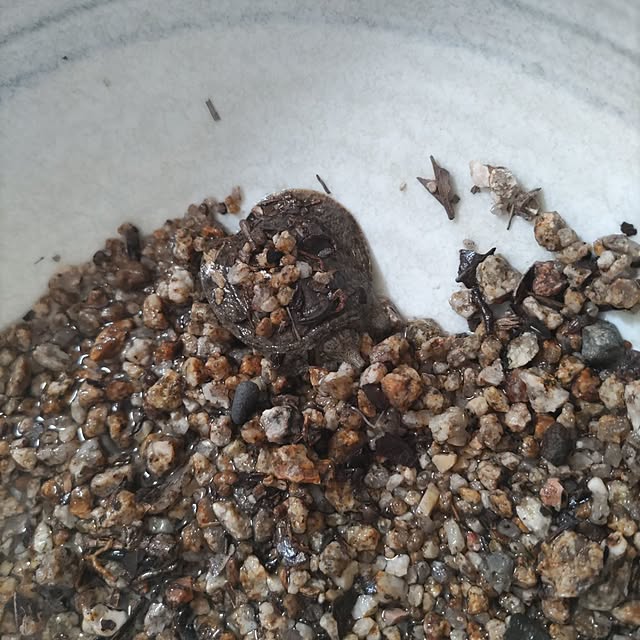 salacocoさんの部屋