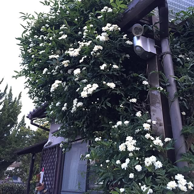moririnさんの実例写真