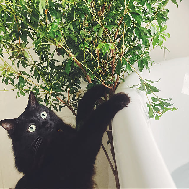 ねこのいる風景/猫のいる暮らし/花のある暮らし/アンティーク/花のある生活...などのインテリア実例 - 2022-06-07 18:23:21