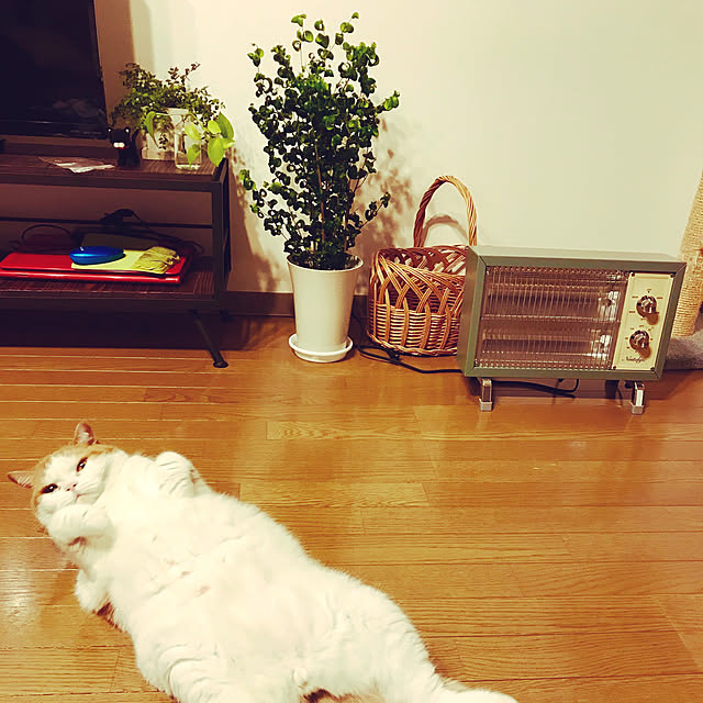 mayuroさんの実例写真