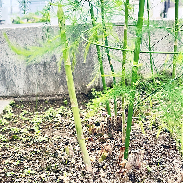 yoshibuさんの部屋