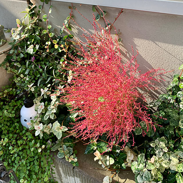 Minteaさんの部屋