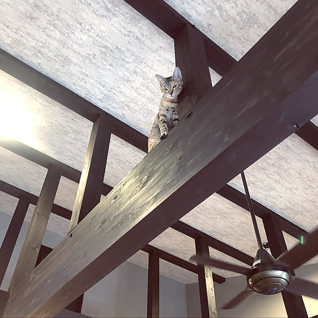 imosukeさんの実例写真