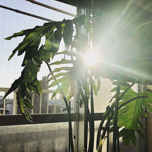 Masakoさんの実例写真