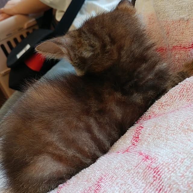 kittenblueさんの実例写真