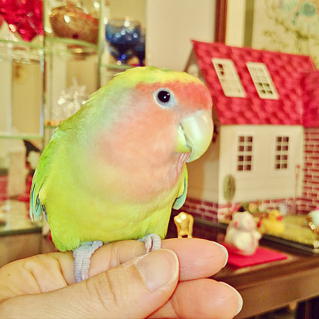 shino0721さんの実例写真