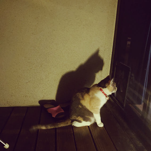 fukuさんの実例写真