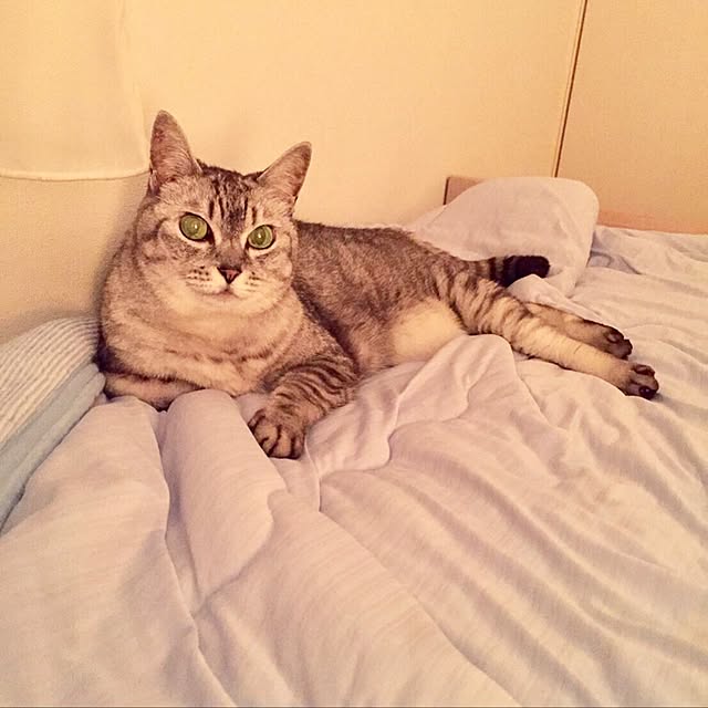 CHIEさんの実例写真