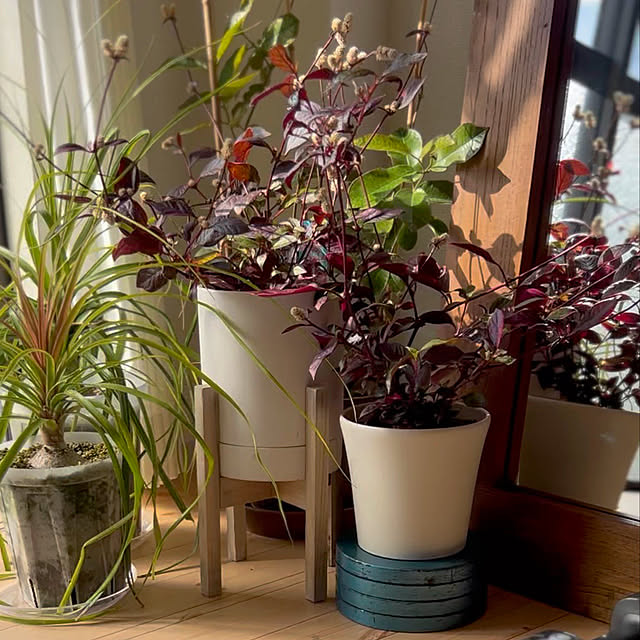 nee_roomさんの部屋