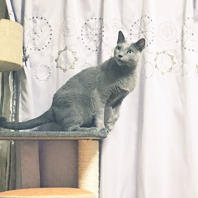 ugigoさんの実例写真