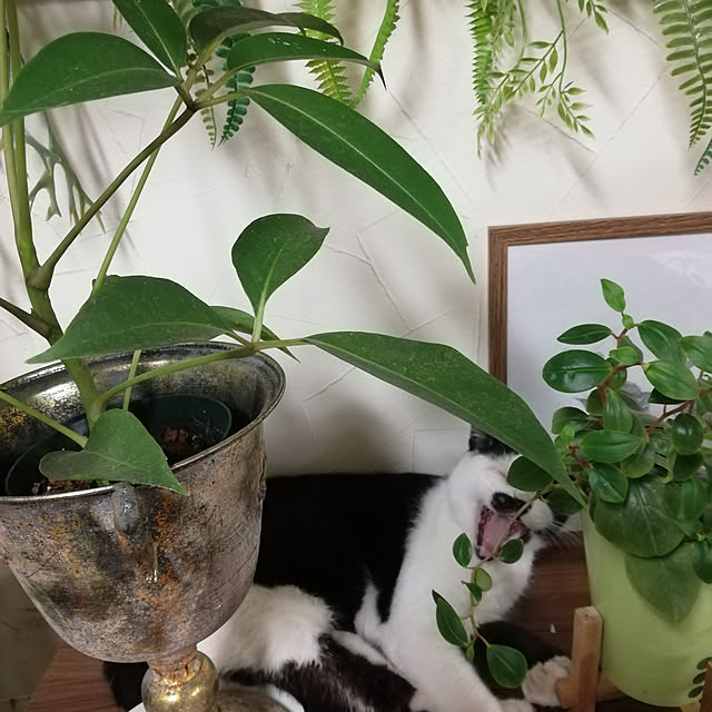 実例写真