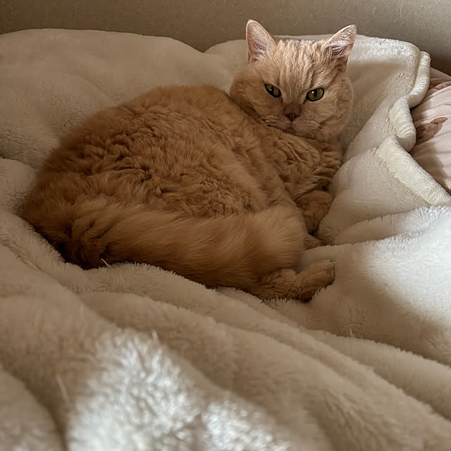 naokoさんの実例写真