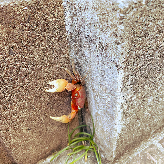cherryさんの実例写真