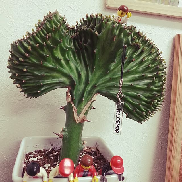 BONBOTANYさんの実例写真