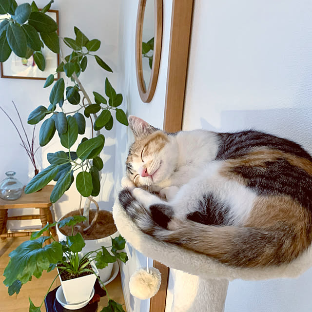 ochoriさんの実例写真
