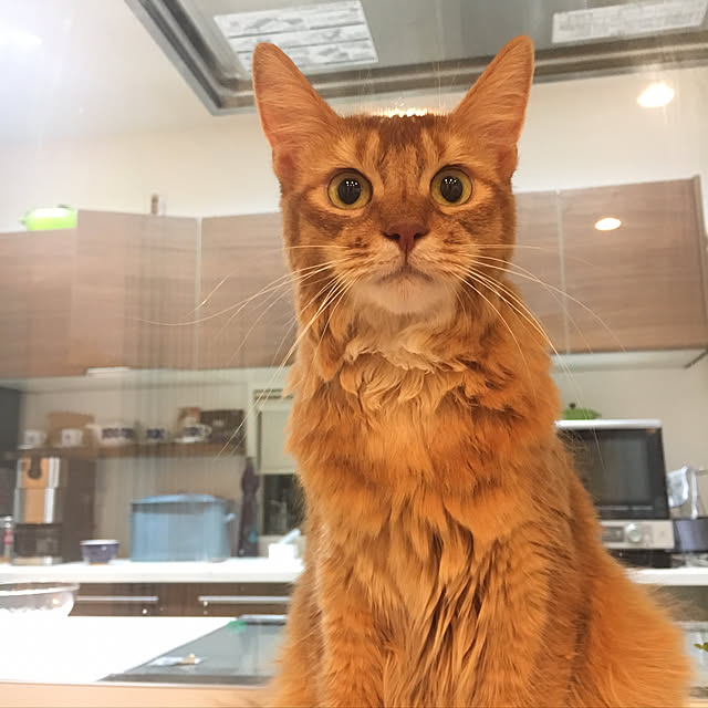 sakineko528さんの実例写真