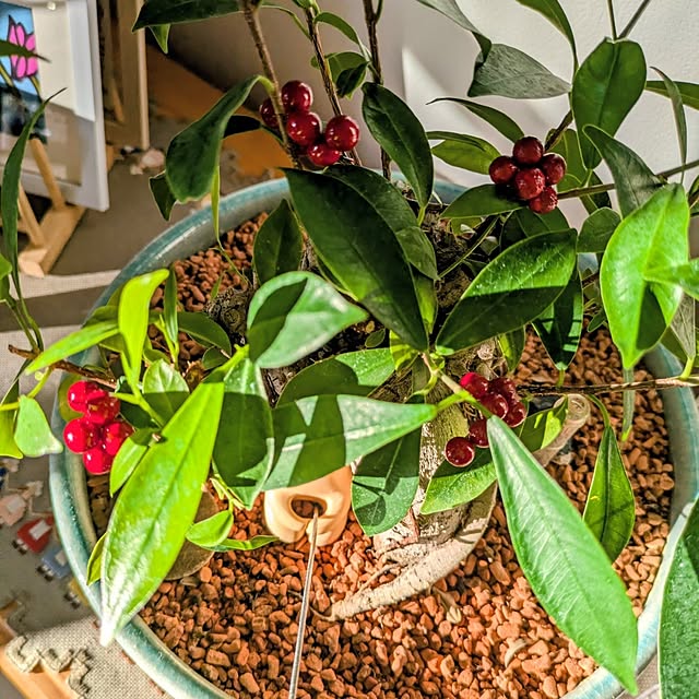 mi-saさんの実例写真