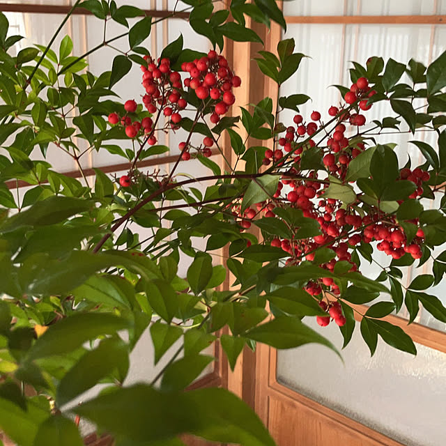 koroさんの実例写真