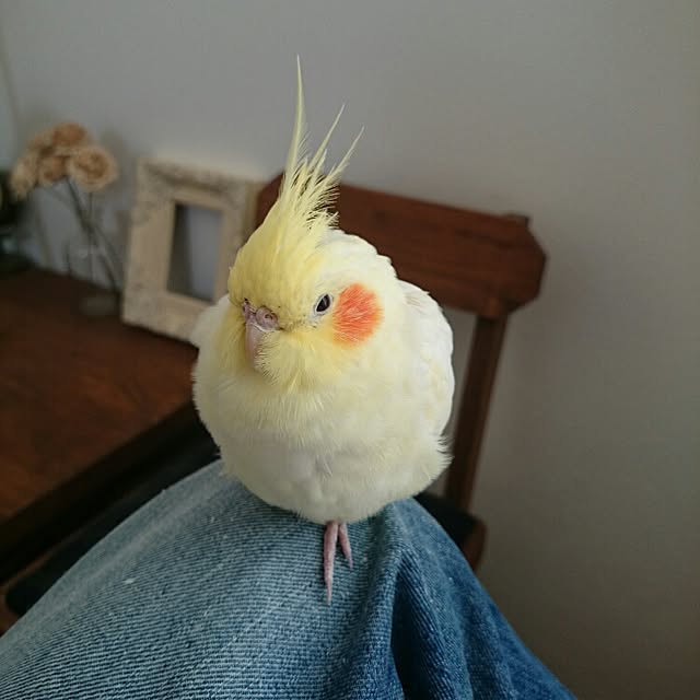 bibi.karuさんの実例写真