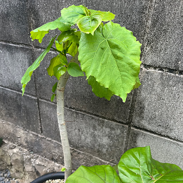 asさんの部屋