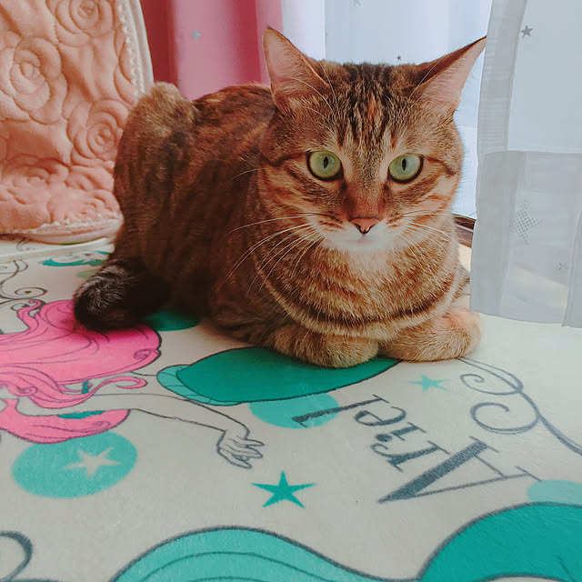 MASAさんの実例写真