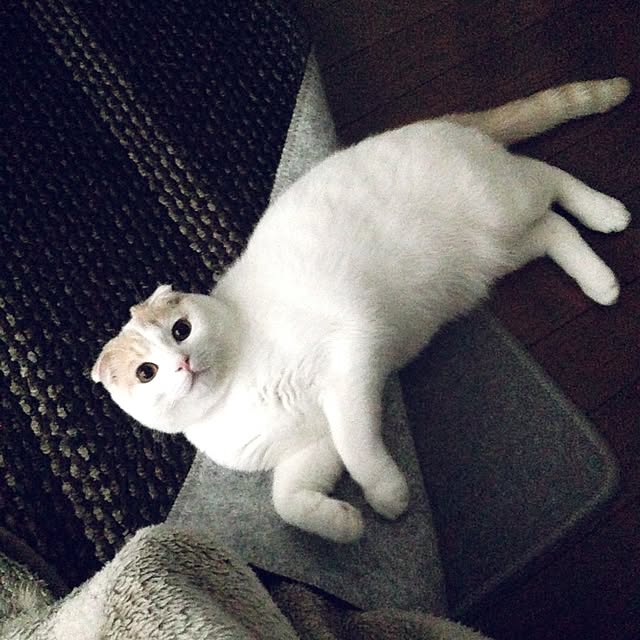 onojiijiさんの実例写真