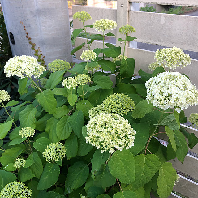 fuwalilyさんの実例写真