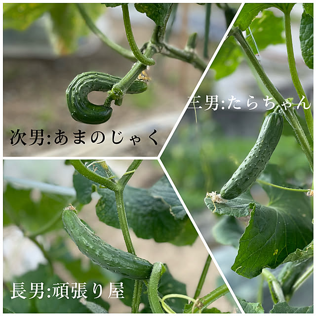 きゅうり/夏野菜/家庭菜園/朝どれ野菜機能/アースガーデン...などのインテリア実例 - 2023-07-04 06:40:15