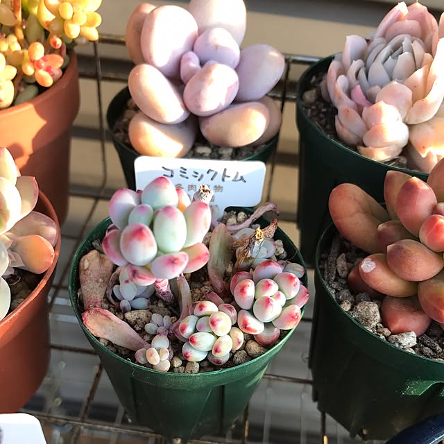 miniさんの実例写真