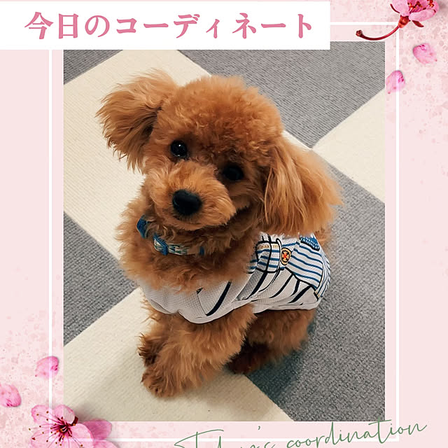 makiさんの実例写真