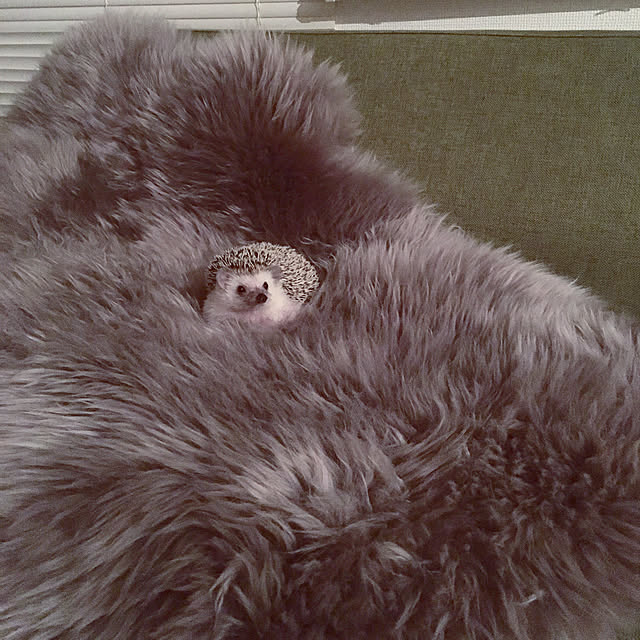 saokoさんの実例写真