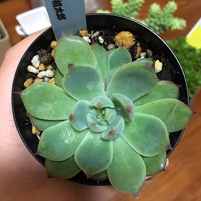 CHIROさんの実例写真