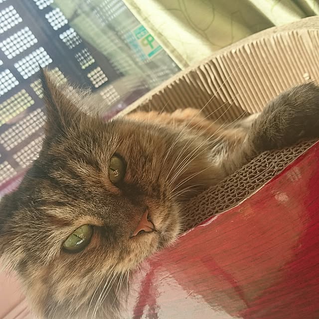 tomtompuddingさんの実例写真