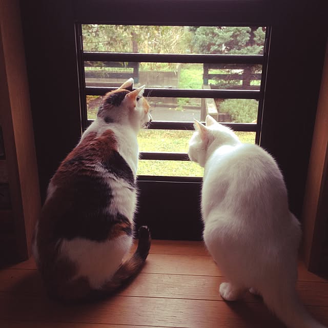 Kinanさんの実例写真