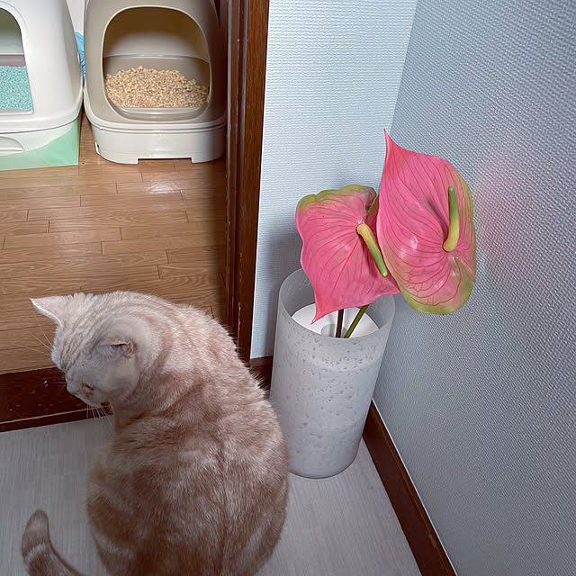 sirasu.nさんの部屋
