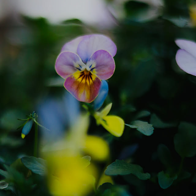 castellan1123さんの部屋