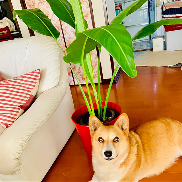 brownyさんの実例写真
