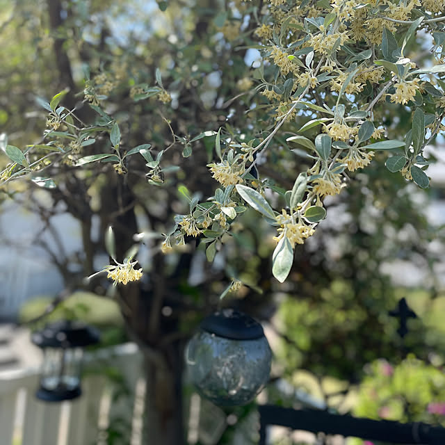 riceさんの実例写真