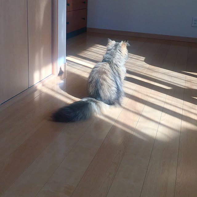 butachanさんの実例写真