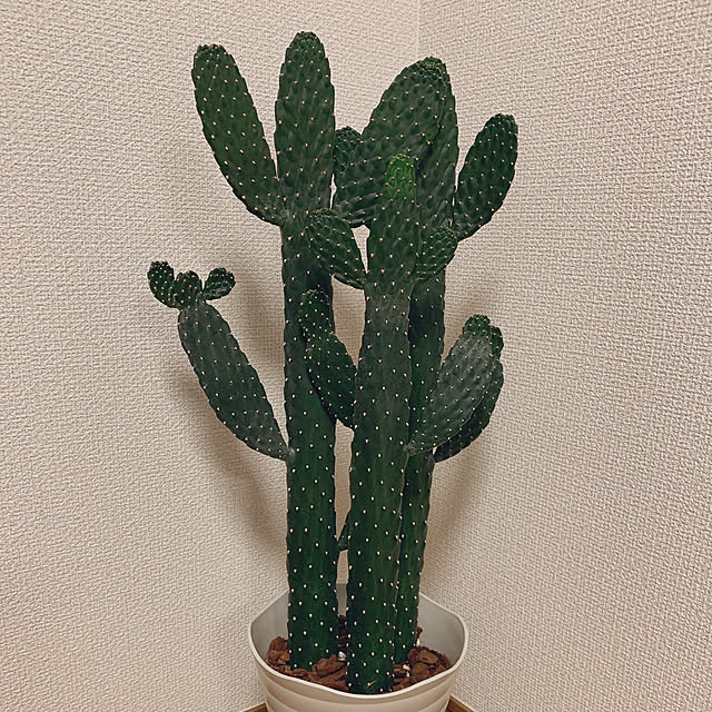 Maiさんの実例写真