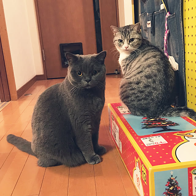Shojiさんの実例写真