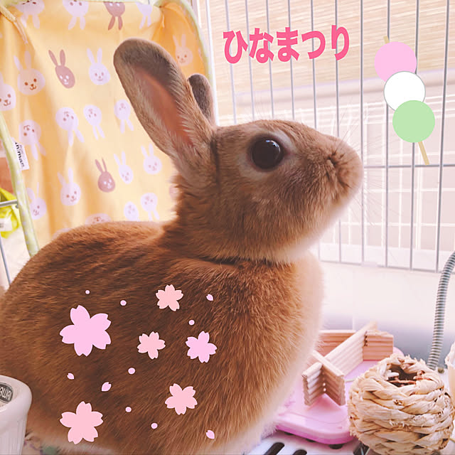 pikarunさんの実例写真
