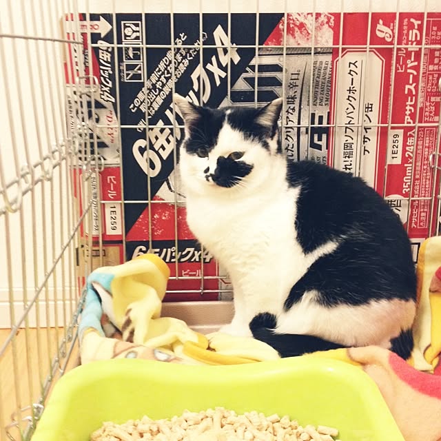 chiimalさんの実例写真